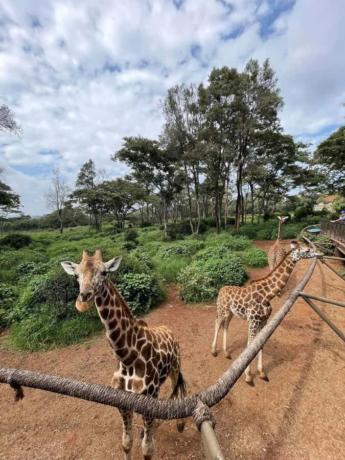Nairobi: Giraffe Center, Elephant Orphanage, and Beads Tour - When This Tour Makes Sense (and When It Doesn’t)
