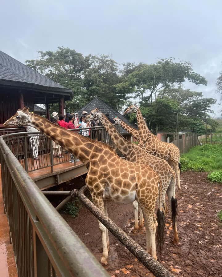 Nairobi: Giraffe Center, Elephant Orphanage, and Beads Tour - Practical Tips for a Smooth Nairobi Afternoon