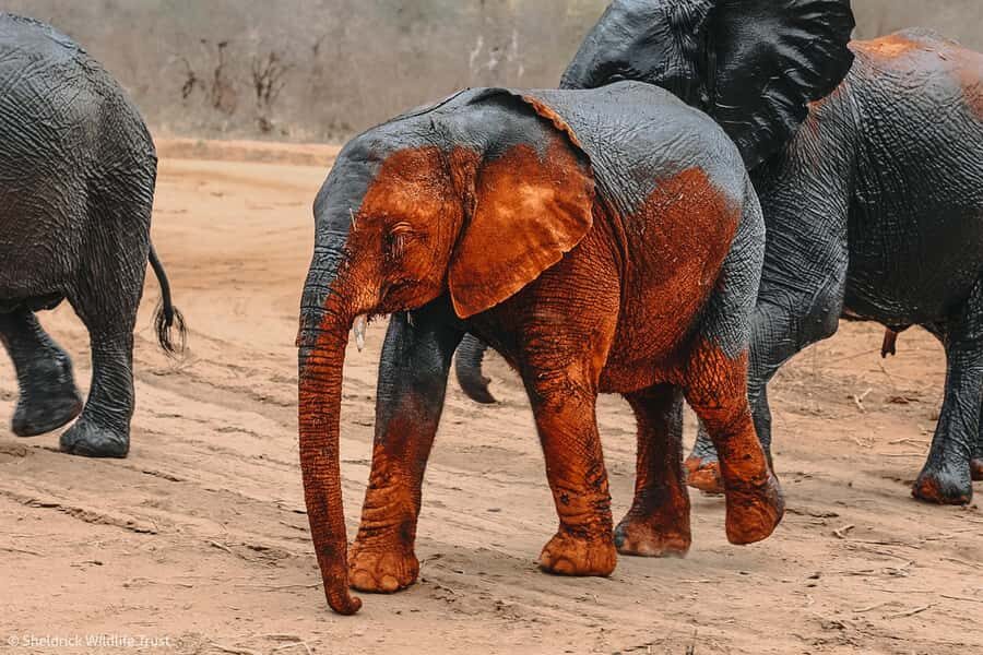Nairobi: Giraffe Center, Elephant Orphanage and Bomas Tour - Kazuri Beads Factory: pottery and jewelry making in Nairobi