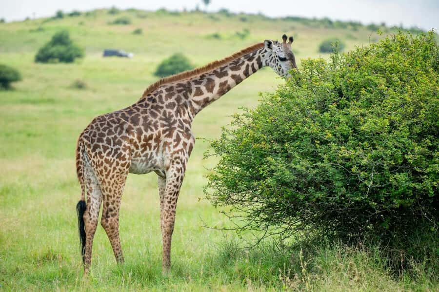 Nairobi: Half-Day Game Drive at Nairobi National Park - Nairobi National Park Half-Day: What This Really Feels Like