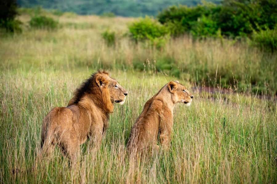 Nairobi: Half-Day Game Drive at Nairobi National Park - Getting There in an Open-Roof Van (and How to Win at Photo/Spotting)