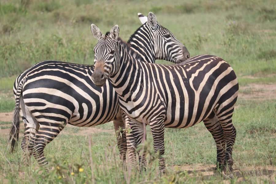 Nairobi: Half-Day Game Drive at Nairobi National Park - Monkeys at the Entrance: A Small Start That Sets the Tone