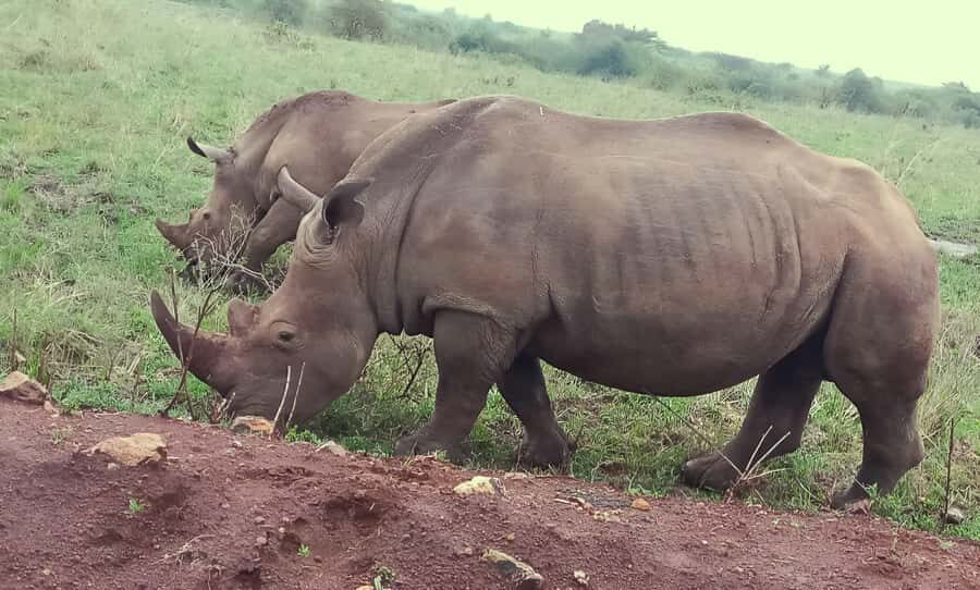 Nairobi: Half-Day Game Drive at Nairobi National Park - What the Guide Commentary Adds (English and German)