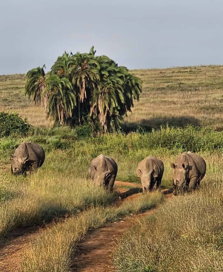 Nairobi: Half-Day Game Drive at Nairobi National Park - Nairobi’s Quick Culture Break: Kazuri Beads Factory Stop