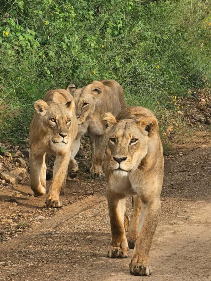 Nairobi: Half-Day Game Drive at Nairobi National Park - Hotel Pickup and Drop-Off: The Logistics That Make or Break a Safari