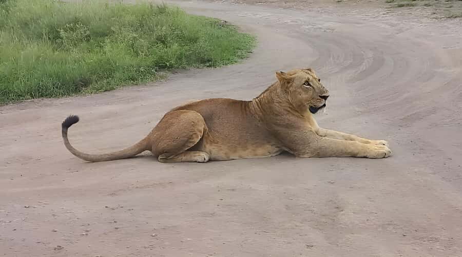 Nairobi: Half-Day Game Drive at Nairobi National Park - What to Pack and What to Expect While You Ride