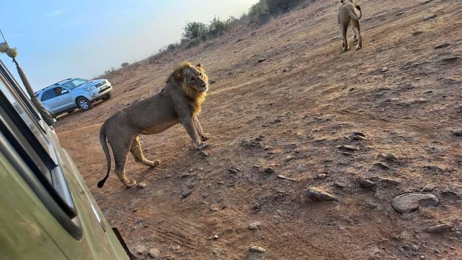 Nairobi: Half-Day Game Drive at Nairobi National Park - Who This Half-Day Game Drive Suits Best