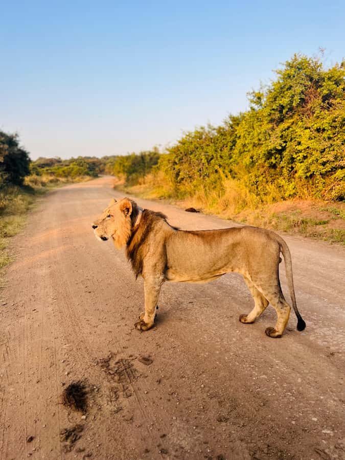 Nairobi: Half-Day Game Drive at Nairobi National Park - The 4-Hour Game Drive: Your Best Shot at Lions, Leopards, and Rhinos
