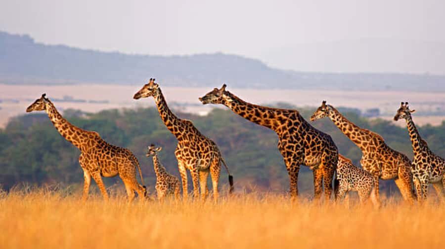 Nairobi: Half-Day Nairobi National Park Private Safari - Key Things I’d Book This For