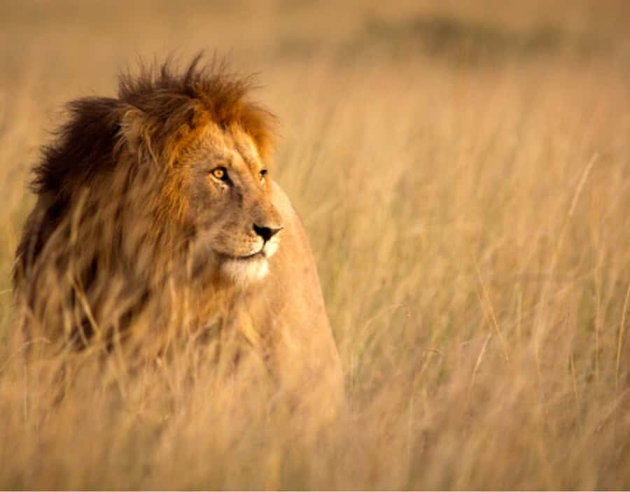 Nairobi: Half-Day Nairobi National Park Private Safari - How the Pickup-to-Park Timing Works (and Why It’s Handy)