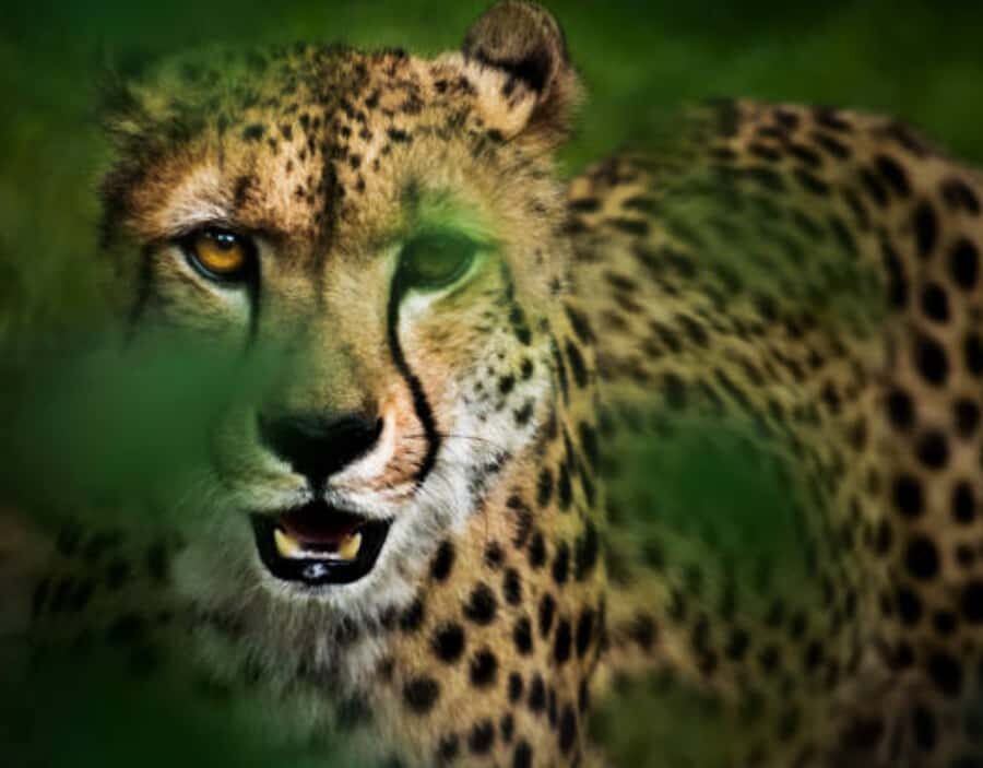 Nairobi: Half-Day Nairobi National Park Private Safari - Bird Watching Plus City Views: Nairobi Skyline From the Park
