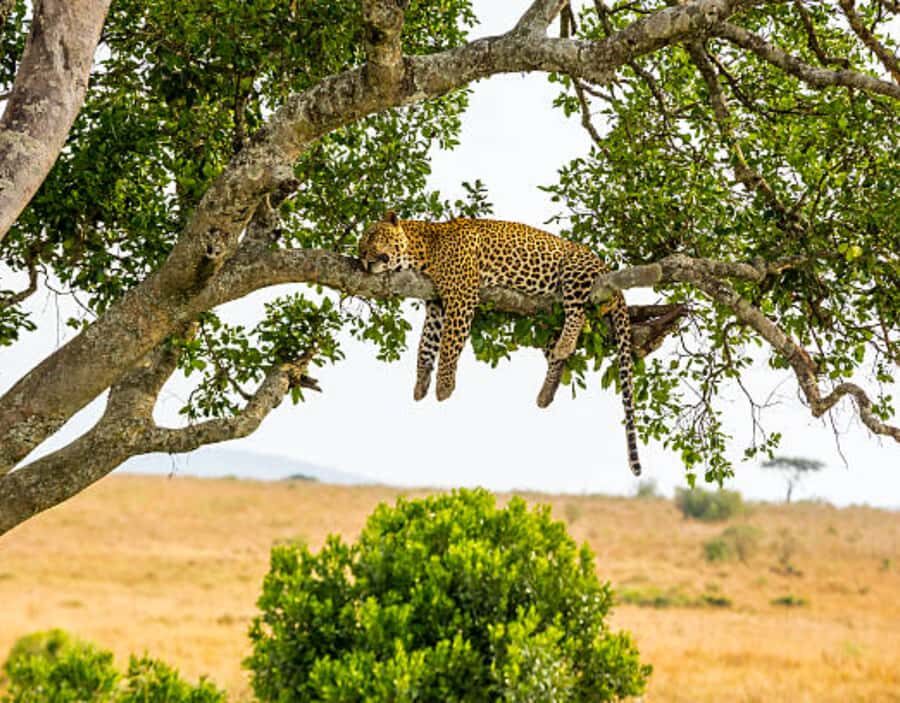 Nairobi: Half-Day Nairobi National Park Private Safari - Optional Add-Ons: Giraffe Centre and the David Sheldrick Orphanage