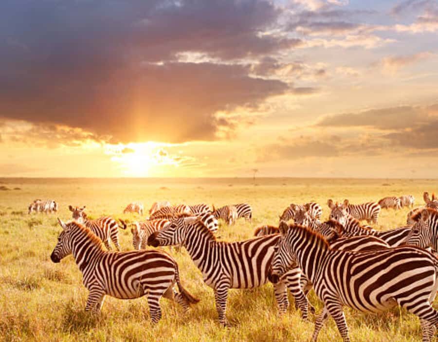 Nairobi: Half-Day Nairobi National Park Private Safari - Price and Value: What You’re Really Paying For