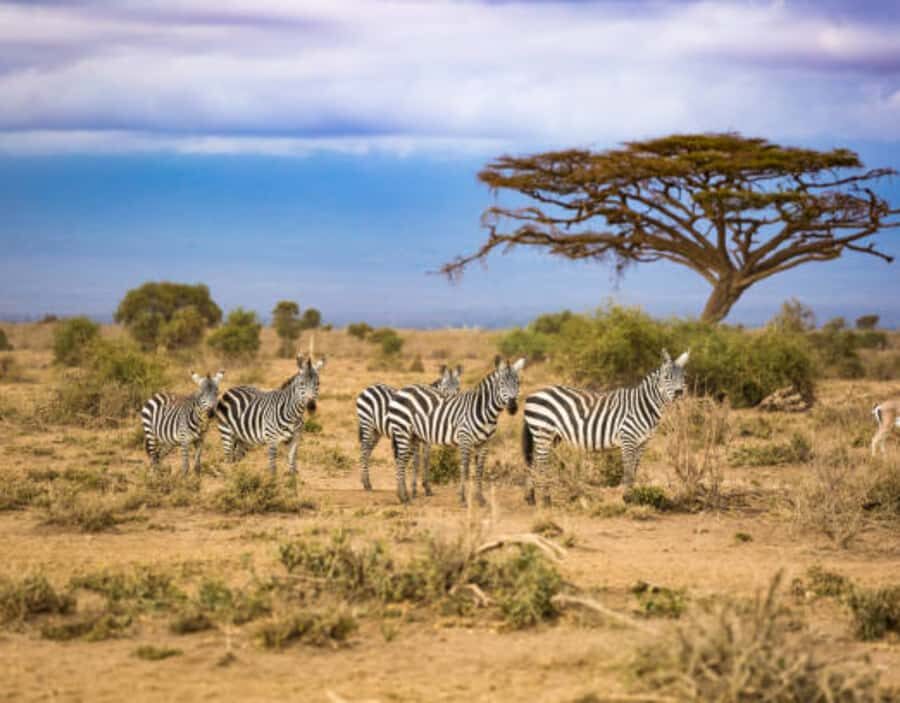 Nairobi: Half-Day Nairobi National Park Private Safari - What to Bring, Rules to Know, and Who This Fits Best