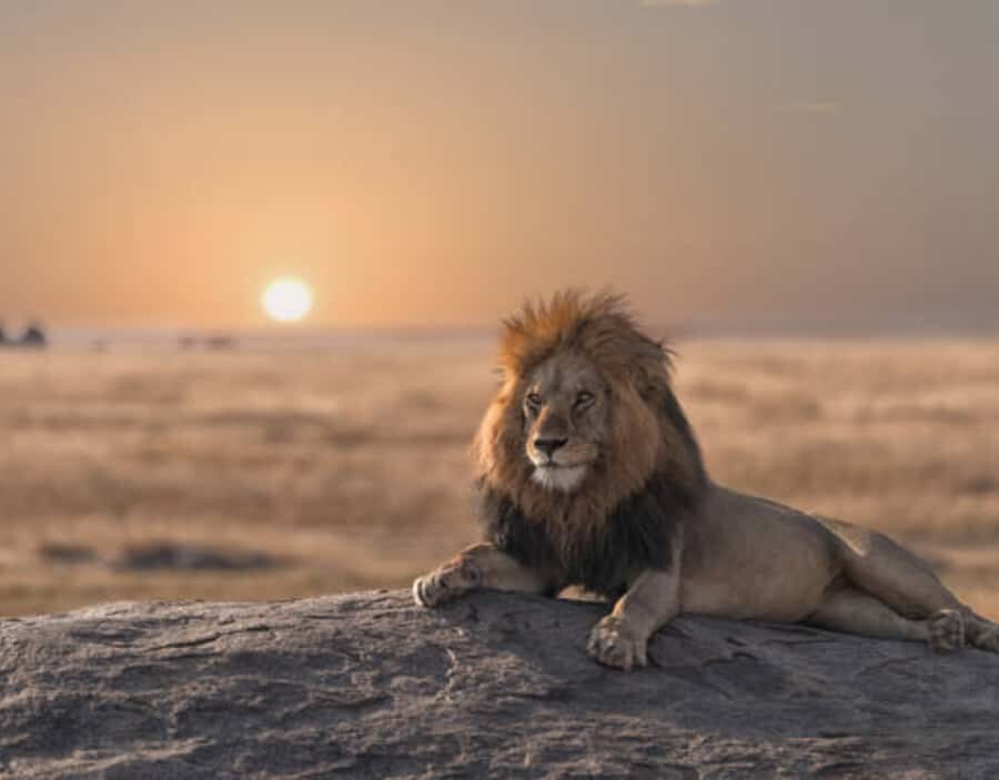 Nairobi: Half-Day Nairobi National Park Private Safari - Should You Book This Half-Day Nairobi National Park Safari?