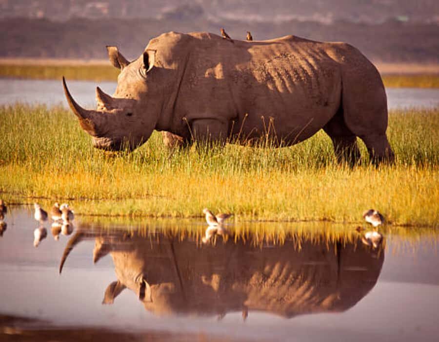 Nairobi: Half-Day Nairobi National Park Private Safari - The Game Drive: Big 4 Chances, Plus Hippo Pool and Ivory Burning Site