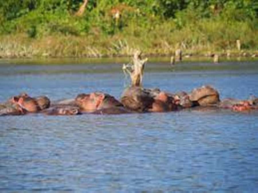 Nairobi: Hell's Gate National Park and Lake Naivasha Day … - Price and logistics: the $35 headline vs the real total