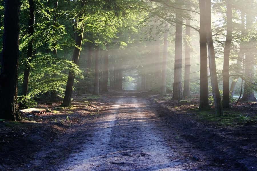 Nairobi: Karura Forest Guided Walking Tour - Key moments worth marking on your mental map