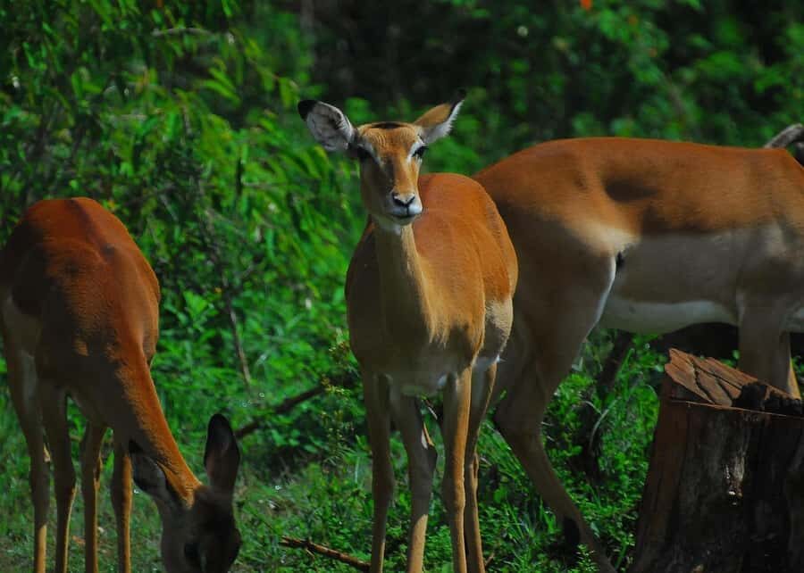 Nairobi: Karura Forest Guided Walking Tour - Why Karura Forest feels like Nairobi’s reset button