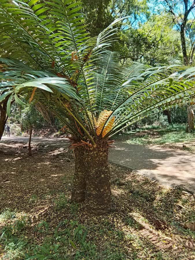 Nairobi: Karura Forest Guided Walking Tour - Who this tour suits best (and who might want something else)
