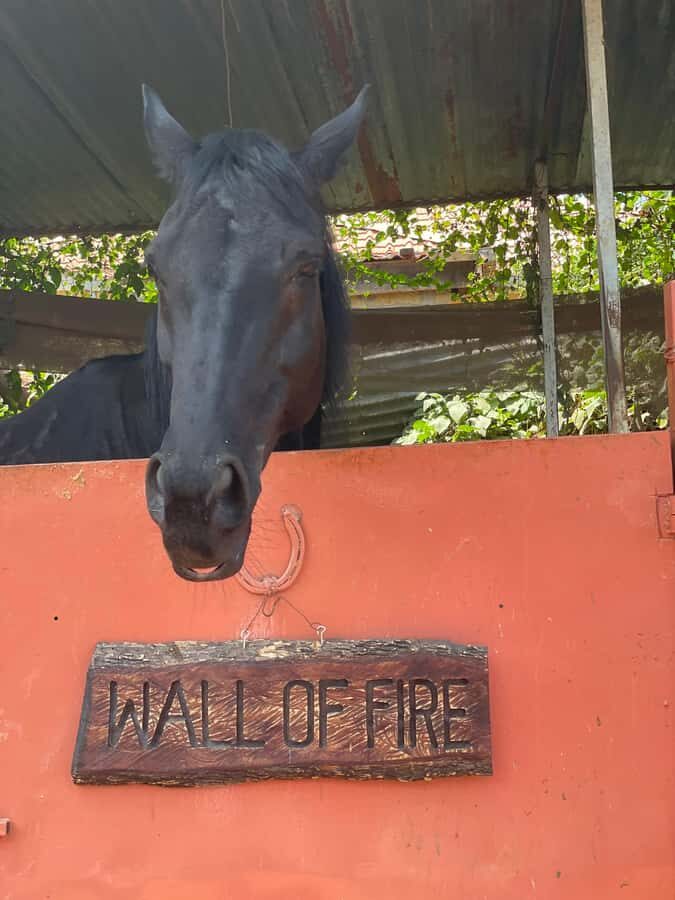 Nairobi: Karura Forest Horseback Riding Tour - The ride plan: what happens during the 1.5 hours in the forest