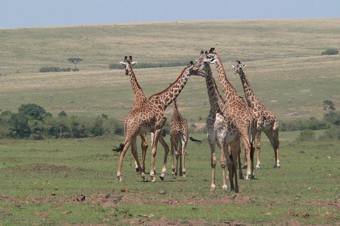 Nairobi layover - Why Nairobi National Park Works for a Layover Safari