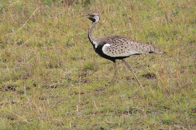 Nairobi layover - Nairobi National Park wildlife: what to expect on the drive
