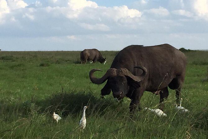 Nairobi layover - Stop-by-stop: Nairobi National Park (and what to look for)
