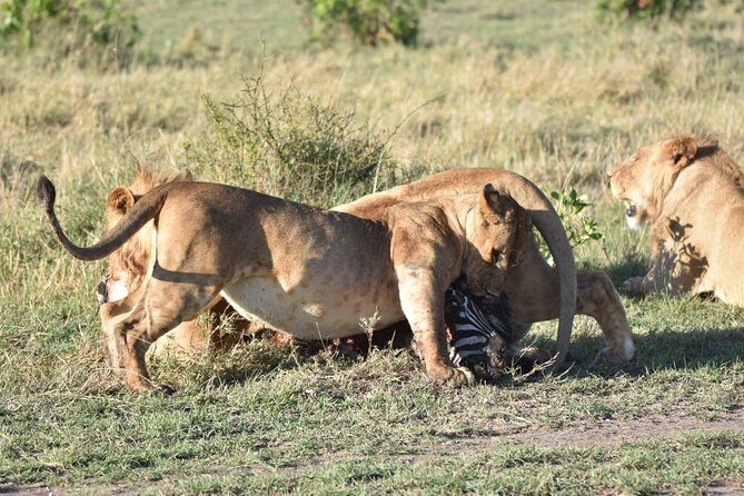 Nairobi layover - Making the most of a short safari window
