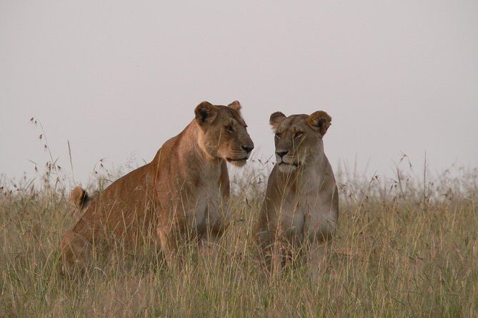 Nairobi layover - Pickup, vehicle, and timing: how the logistics are set up