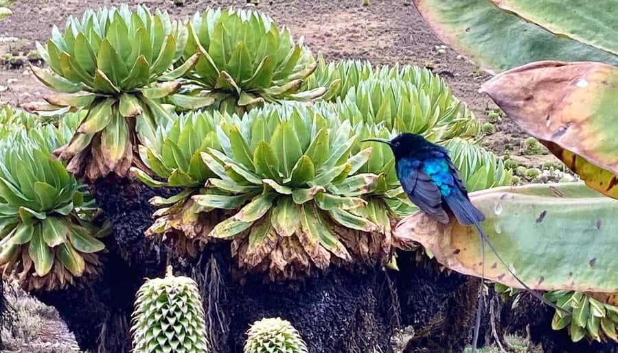 Nairobi: Mount Kenya Day Hike with Lunch - The hike up: a steep 3-hour push through multiple Mount Kenya zones