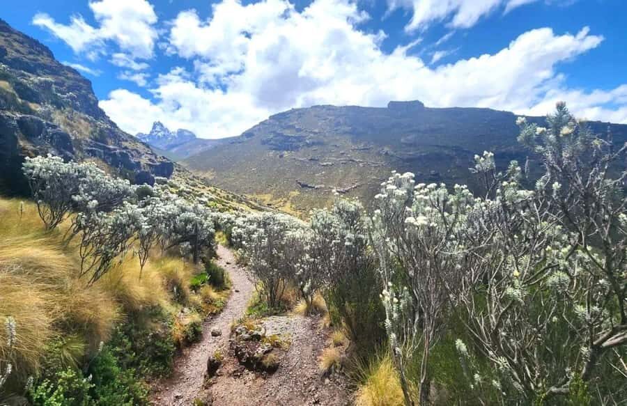 Nairobi: Mount Kenya Day Hike with Lunch - Wildlife on the forest and bamboo sections (and how to handle it)