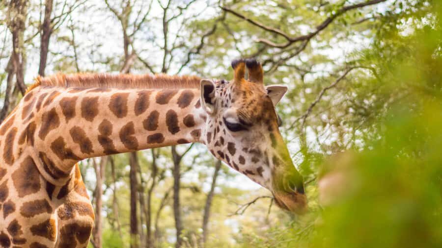Nairobi: Museum, KICC, Giraffe Centre & Bomas of Kenya Tour - Giraffe Centre: feeding Rothschild giraffes up close