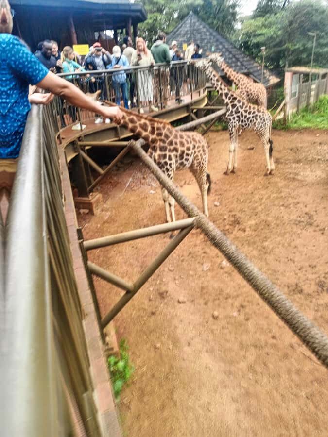 Nairobi: Museum, KICC, Giraffe Centre & Bomas of Kenya Tour - Guide quality is a big deal here