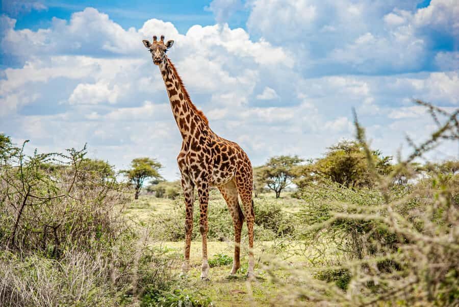 Nairobi : Nairobi National Park: 5- hours Guided Game Drive - Key Things I’d Focus On