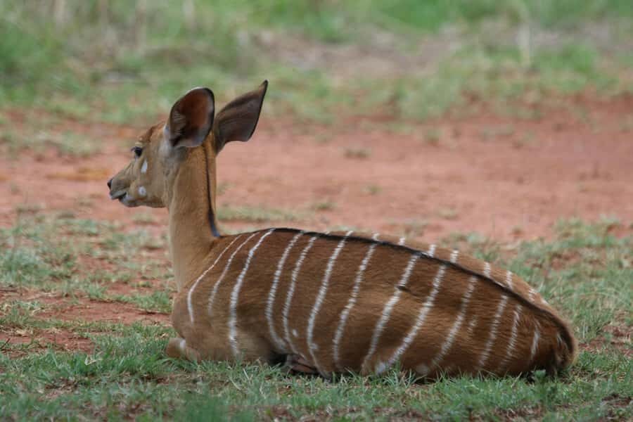 Nairobi : Nairobi National Park: 5- hours Guided Game Drive - City-Side Safari: Why This 5-Hour Drive Feels Special