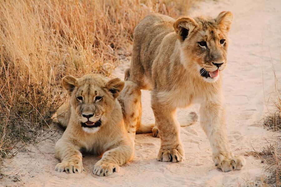 Nairobi : Nairobi National Park: 5- hours Guided Game Drive - Your “In the Park” Time: Wildlife Viewing with a Guide