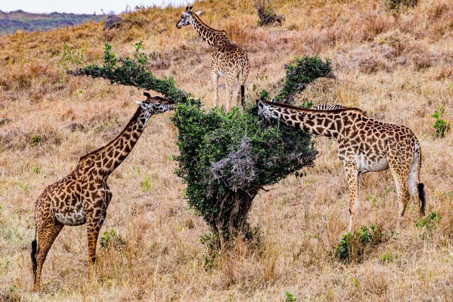 Nairobi : Nairobi National Park: 5- hours Guided Game Drive - What You’re Aiming For: Lions, Giraffes, Zebras, and More