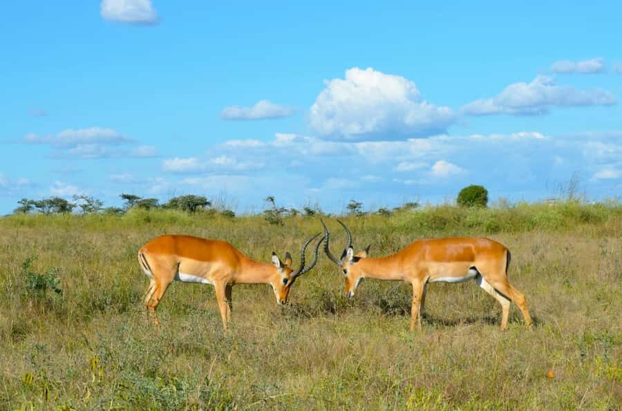 Nairobi : Nairobi National Park: 5- hours Guided Game Drive - Timing Matters: Morning vs Afternoon, and the Role of Light