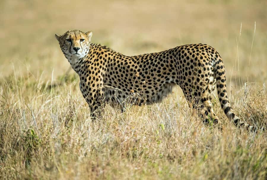 Nairobi : Nairobi National Park: 5- hours Guided Game Drive - Conservation Context: Learning as You Watch