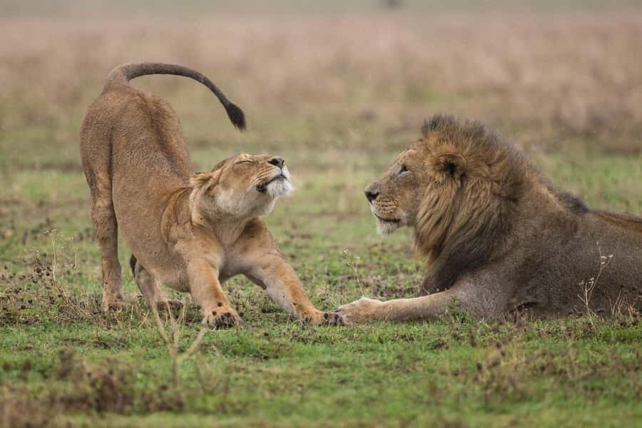 Nairobi : Nairobi National Park: 5- hours Guided Game Drive - Included vs Not: What to Pack and What Might Cost Extra