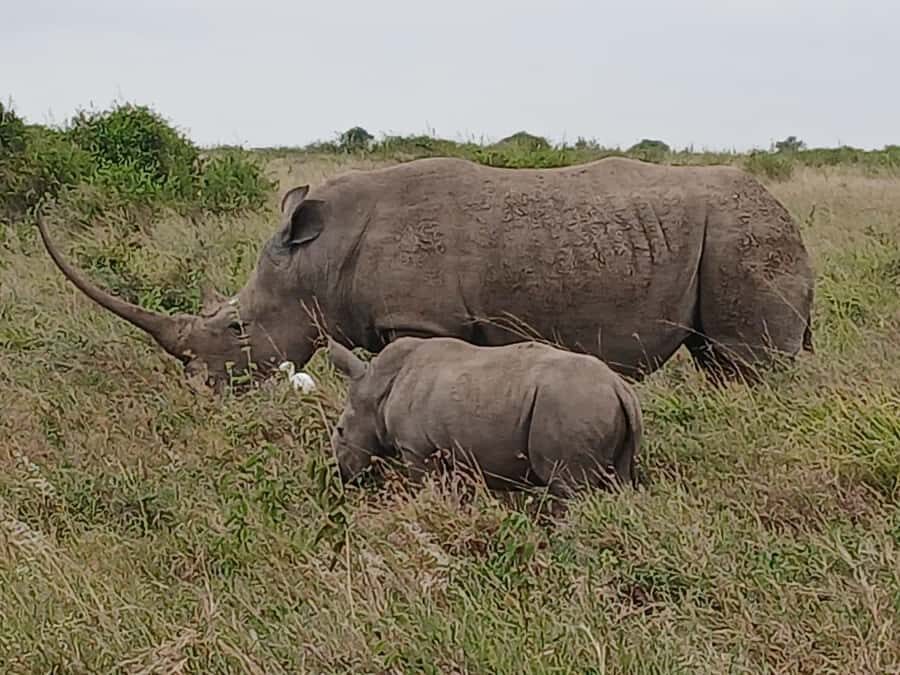 Nairobi : Nairobi National Park: 5- hours Guided Game Drive - The Guide Experience: Helpful Explanations, Real Day Support