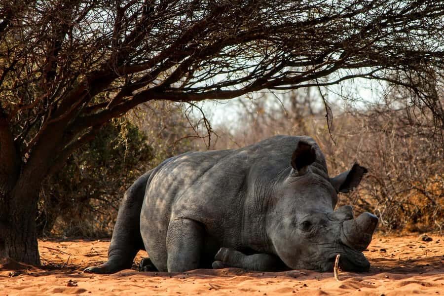 Nairobi : Nairobi National Park: 5- hours Guided Game Drive - Getting There in a Pop-Up Roof Van
