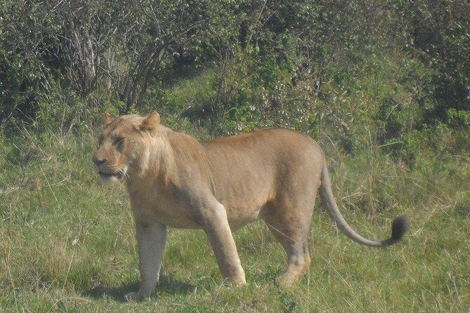 Nairobi National Park 1.p.m Game Drive - What you’re likely to see (and what to ask for)