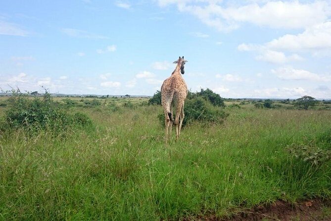 Nairobi National Park 1.p.m Game Drive - Price and value: is $75.60 a fair deal?