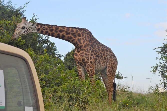 Nairobi National park - What a 4.5-hour safari drive really feels like