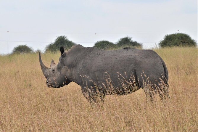 Nairobi National park - Wildlife targets and what to watch for on the drive