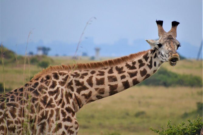 Nairobi National Park - Photography, photos after the trip, and how you’ll judge value