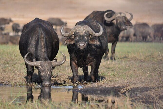 Nairobi National Park 6 am Group-Joining Game Drive - What Makes This One Different (Key Points You’ll Actually Care About)