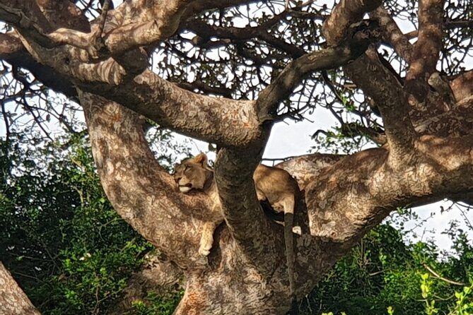 Nairobi National Park 6 am Group-Joining Game Drive - The Extra City Time: Coffee, a View, and a Smooth Return